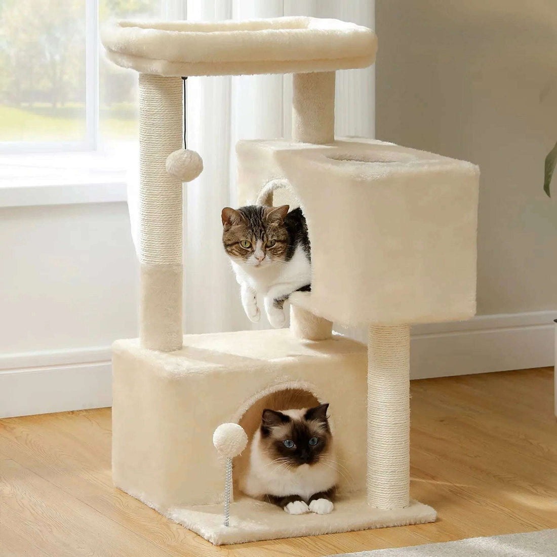 Arbre à chat beige installé au salon sur parquet, chat tigré sortant de la niche haute, siamois en bas