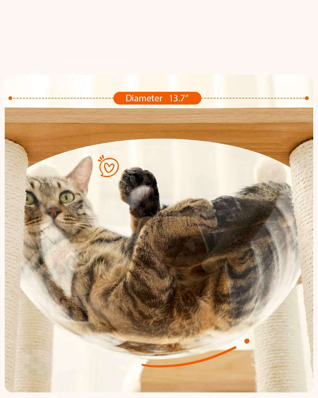 Gros plan sur la bulle transparente du perchoir, chat tigré allongé sur le dos, diamètre indiqué 13,7 pouces