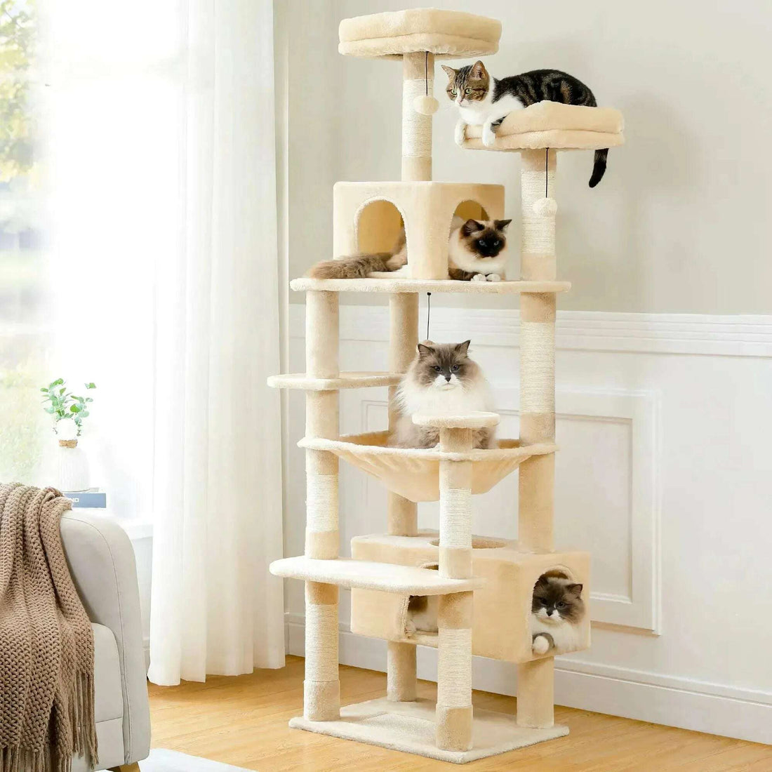 Chat tour beige dans un salon lumineux près d'un rideau blanc