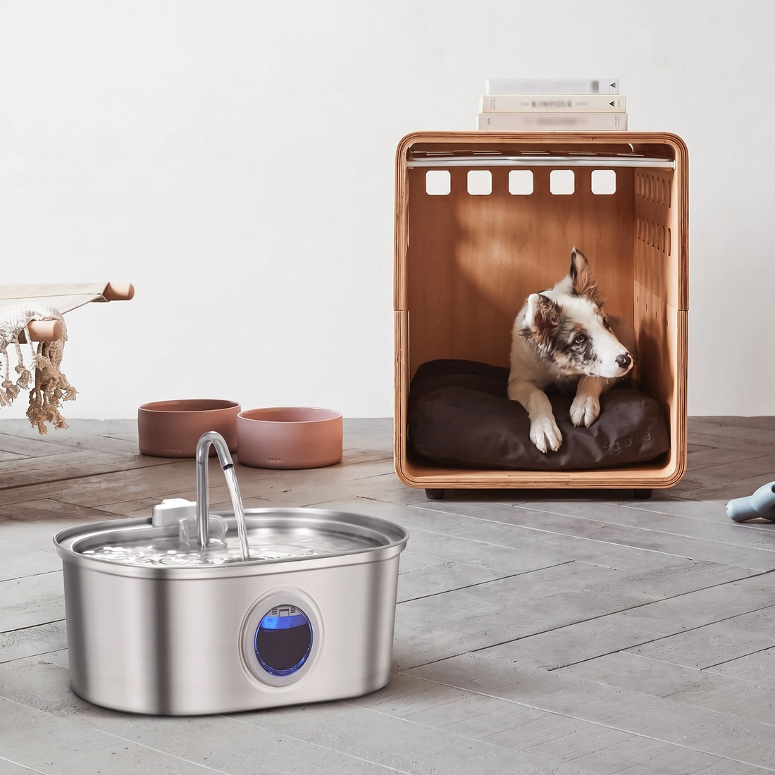 Fontaine à eau en inox brossé avec fenêtre bleue, entre un corgi et un chat crème qui se lèche les babines