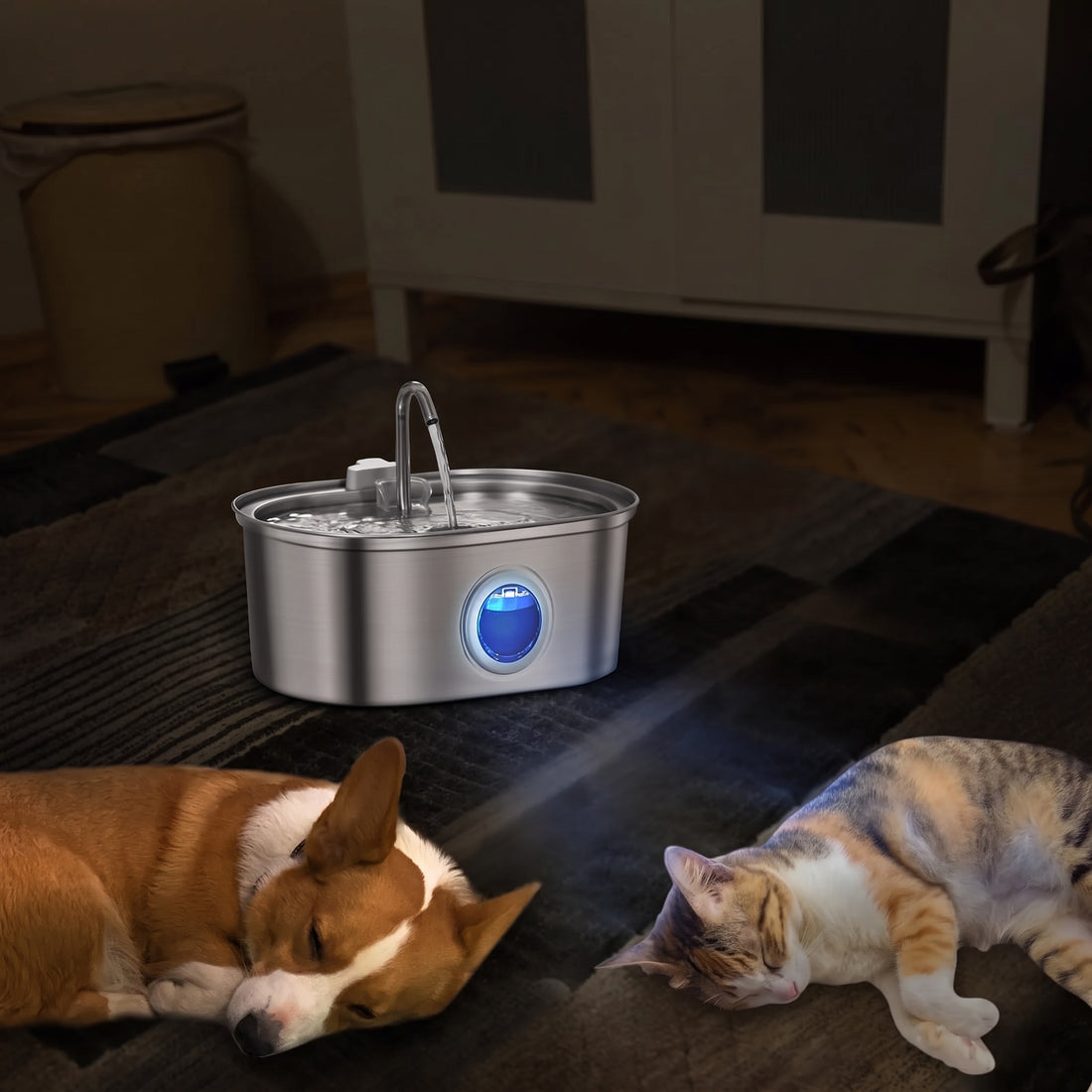 Abreuvoir inox à jet d'eau éclairé en bleu dans la pénombre, avec un corgi et un chat tigré endormis sur le tapis