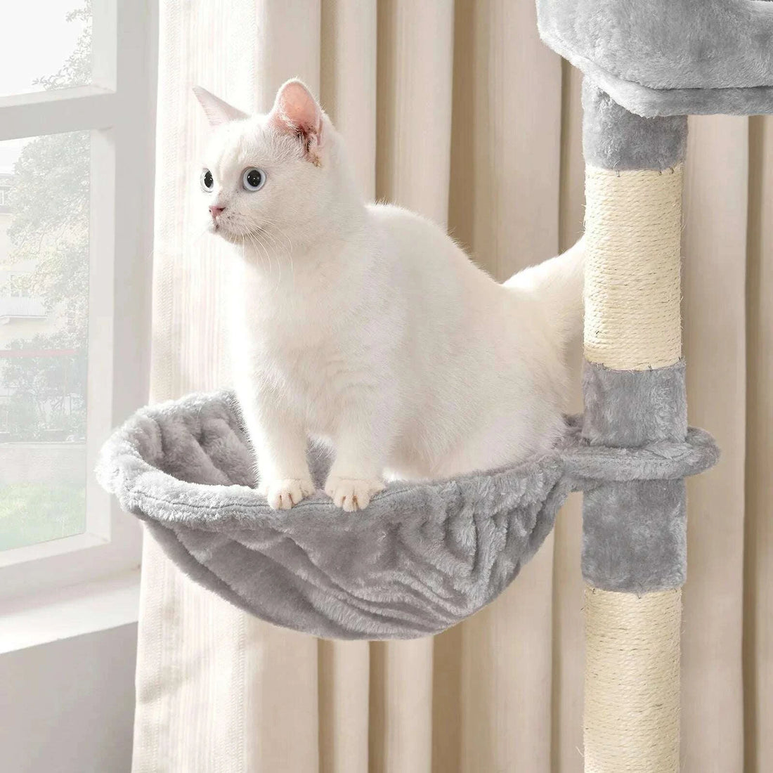 Chat blanc aux yeux bleus debout dans le hamac en peluche grise, près d'un poteau en sisal
