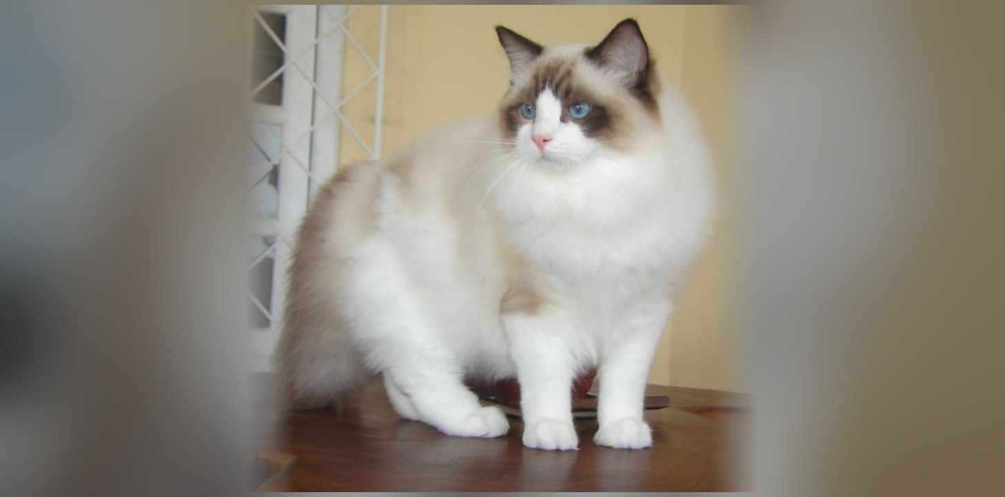 Ragdoll
